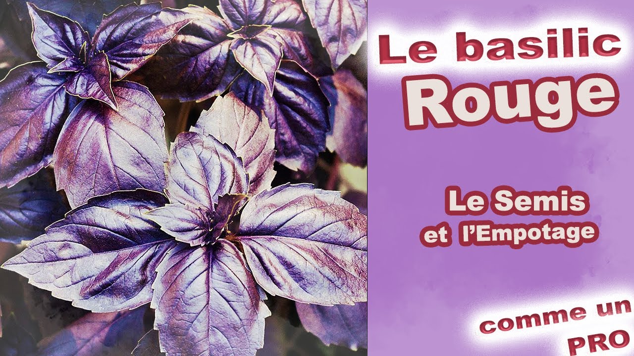 Le Basilic rouge du Semis à l'Empotage