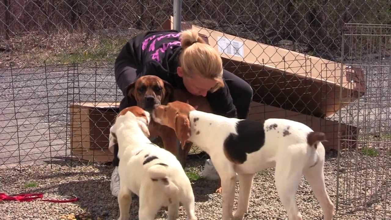 Free to Be Me - Puppy Mill Rescue Dogs Now Thriving!
