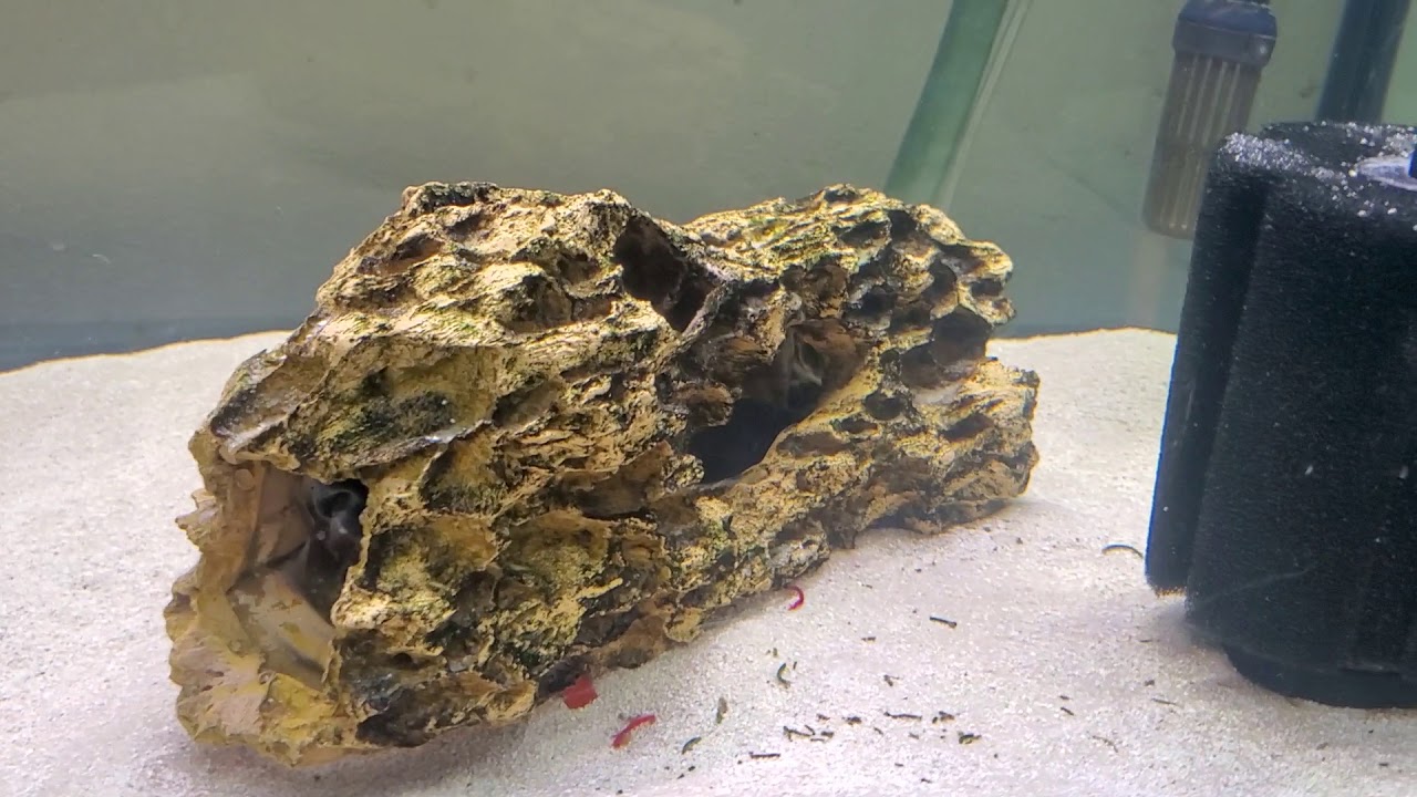 LONG FINNED OSCARS, ALBINO BRISTLENOSE PLECOS, AND BLACK KNIFE FISH