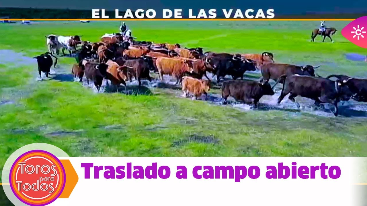 Toros para todos |El lago de las vacas, traslado a campo abierto