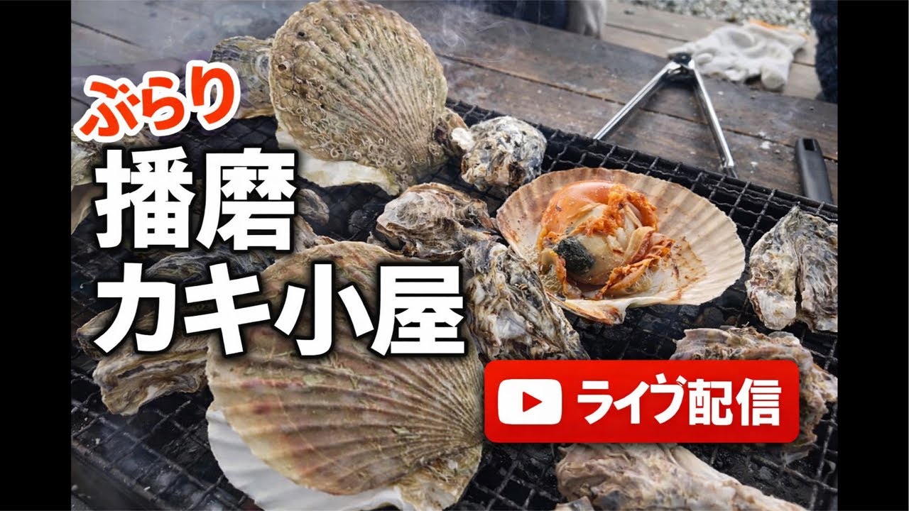 【街ブラ】播磨で旬の牡蠣を堪能しよう！増山誠チャンネル がライブ配信中！