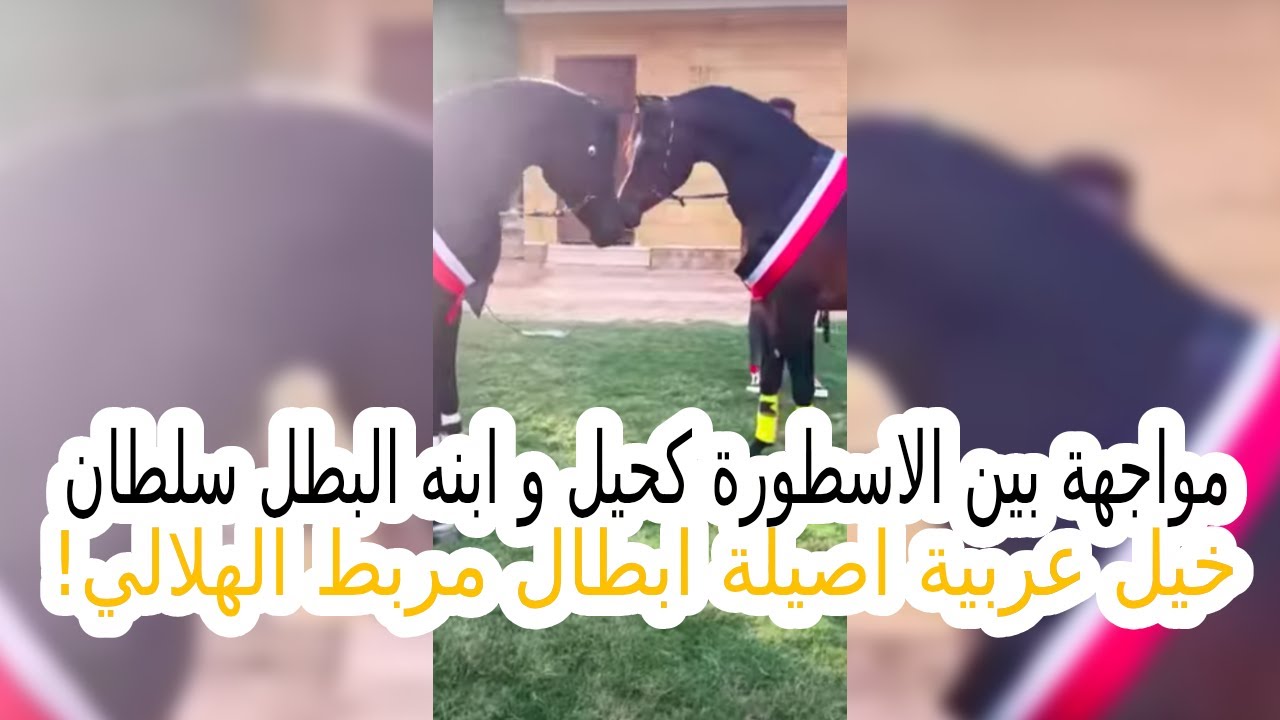 مواجهة بين الاسطورة كحيل و ابنه البطل سلطان وخيل عربية اصيلة ابطال مربط الهلالي لاول مرة..