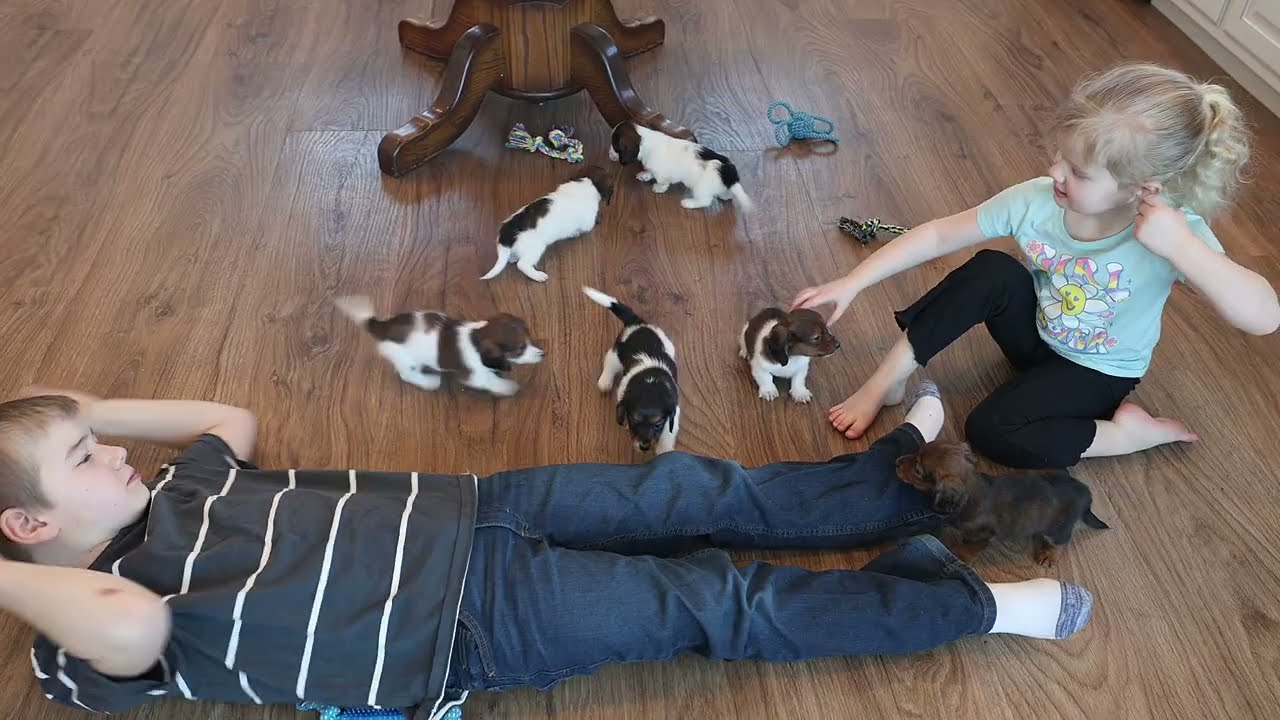 Adorable Mini Dachshunds!