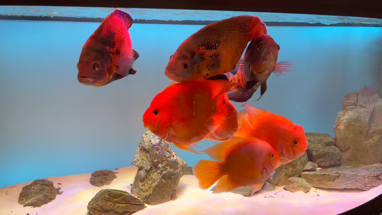 Kingkong Blood Parrot Fish And Tiger Oscar Fish Massive Color