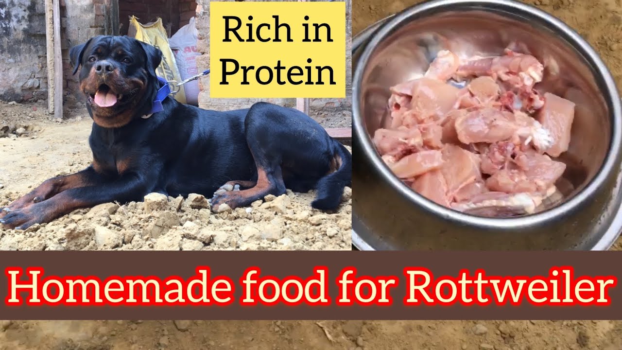Homemade food🍗🍖🦴🥓🥩 🥘 for my Rottweiler 🦁🐶