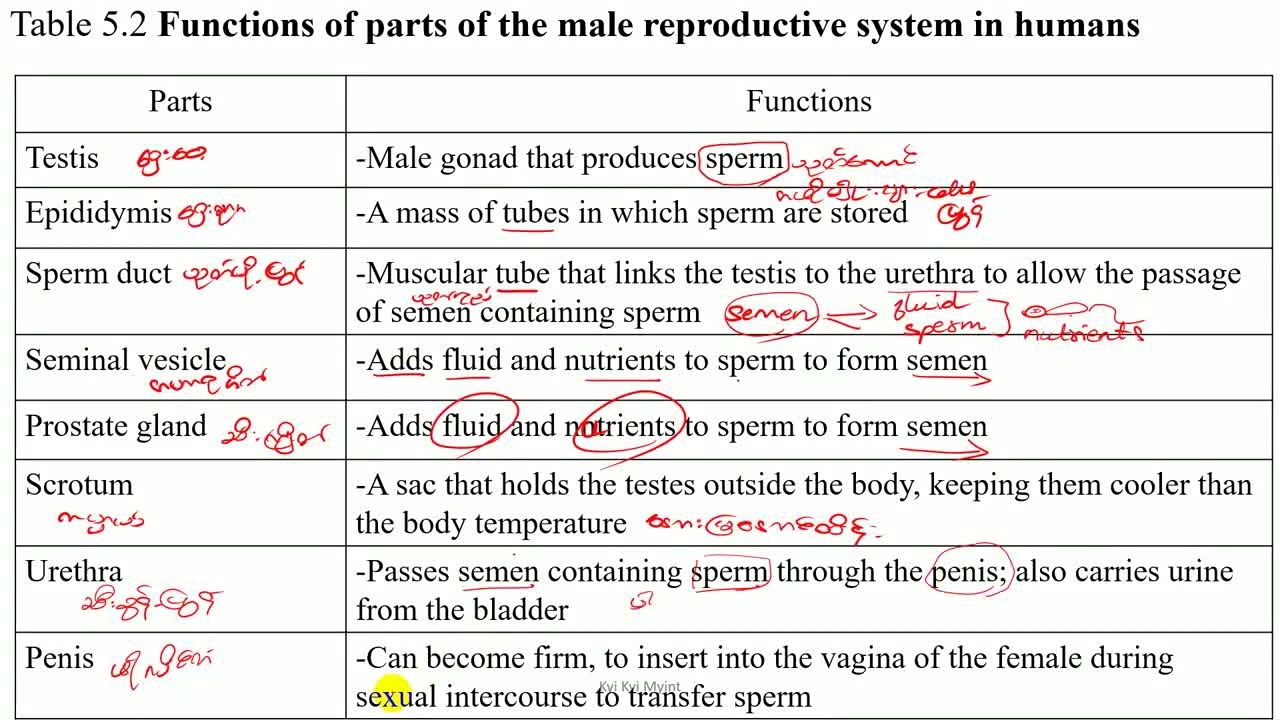 Male reproductive system in Humans / Fertilization & Implantation