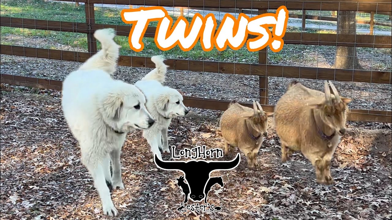 Livestock Guardian Goes Missing Again- you’ll never believe where we found her this time!