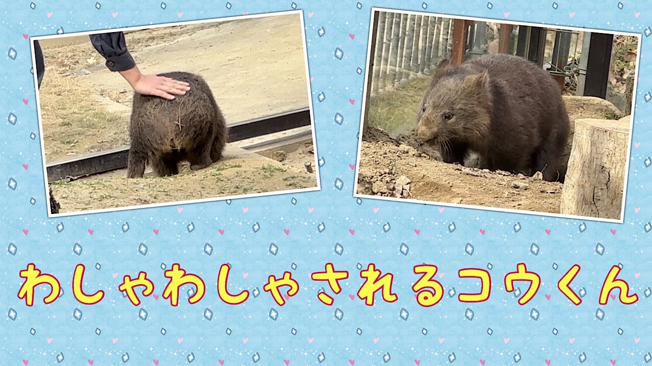 【wombat】わしゃわしゃされるコウくん☆(Massage)