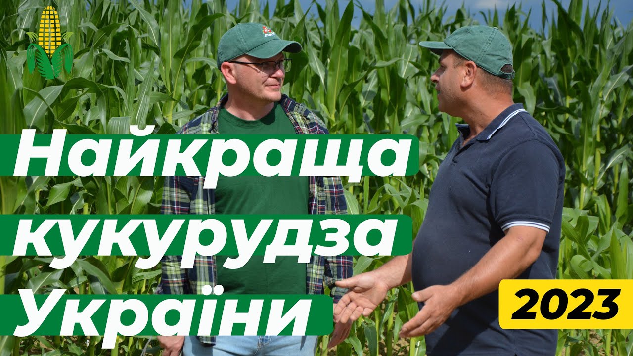 Найкраща кукурудза України. Червень 2023. 🌽Маїстерність врожаю