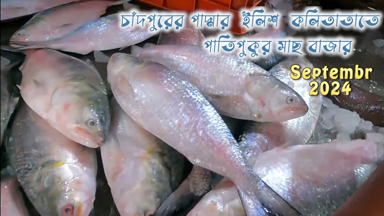 পাতিপুকুর মাছের বাজারে বাংলা দেশি ইলিশের দাম সেপ্টেম্বর 2024 | Kolkata fish market | Patipukur