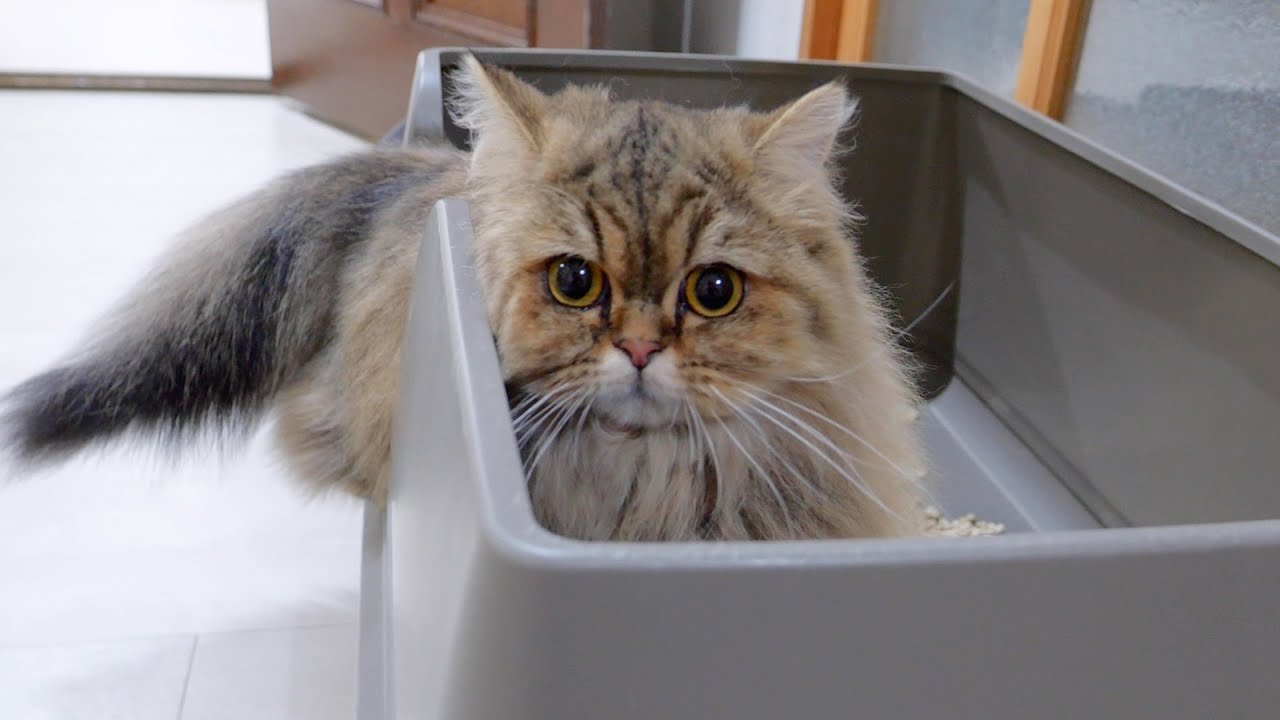 Этот котенок был таким милым, он очень тщательно убирался несколько раз после посещения туалета!