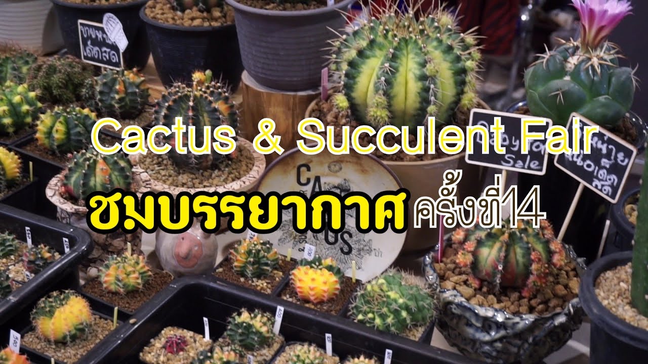 Paradise Cactus EP​2 : พาชมบรรยากาศ​งาน​ Cactus & Succulent Fair​ 2019  ครั้งที่​ 14