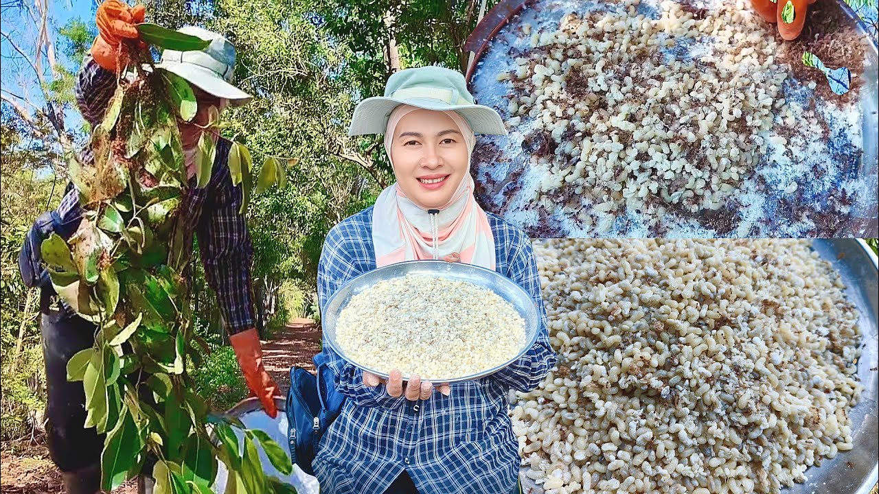 แหย่ไข่มดแดงหลังฝนตกใหม่โอ้โห!!ไข่ต่งๆทั้งนั้นรังไหนก็ไข่หมานสุดๆจ้า1/3/69