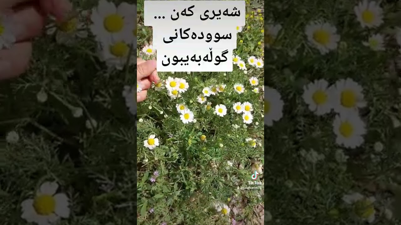 سوودە تەندروستییەکانی گوڵەبەیبون - جەلال سەید کەریم گەڕاوی