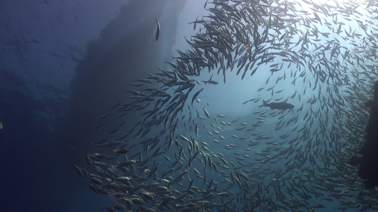 Diving Thailand 01 October 2019 Sail Rock Underwater video