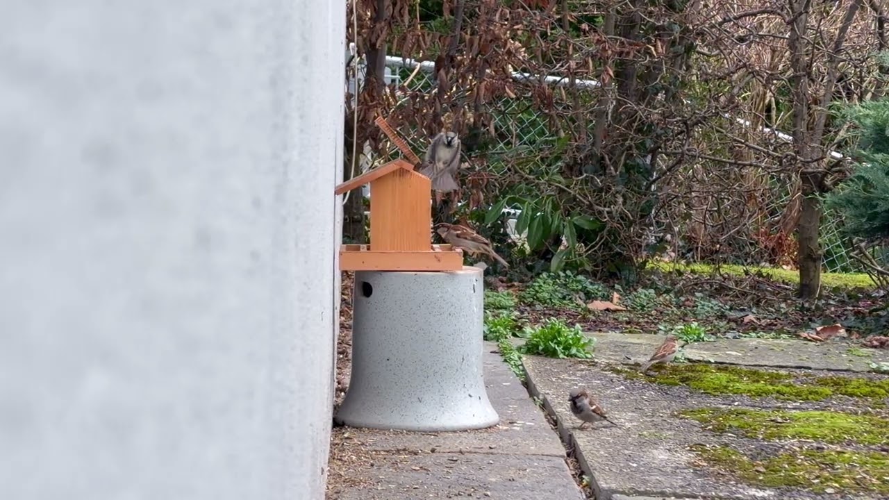 Bird Feeder Diaries – Slow Motion (4K)