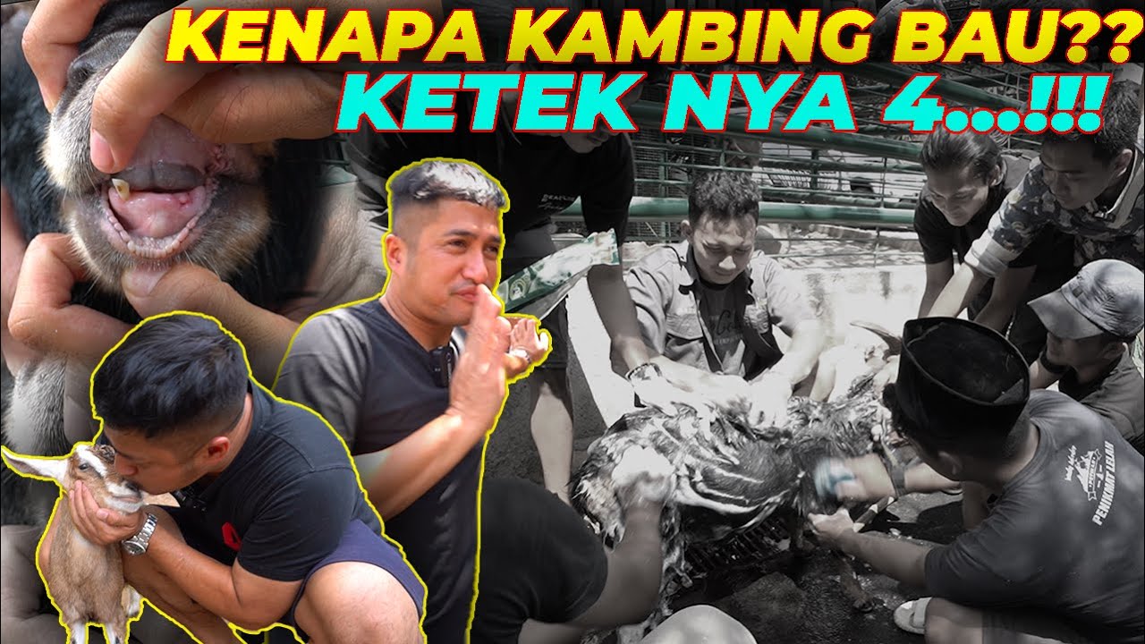 MANDIIN KAMBING RAME-RAME..!! BAU NYA SAMPE SEKAMPUNG