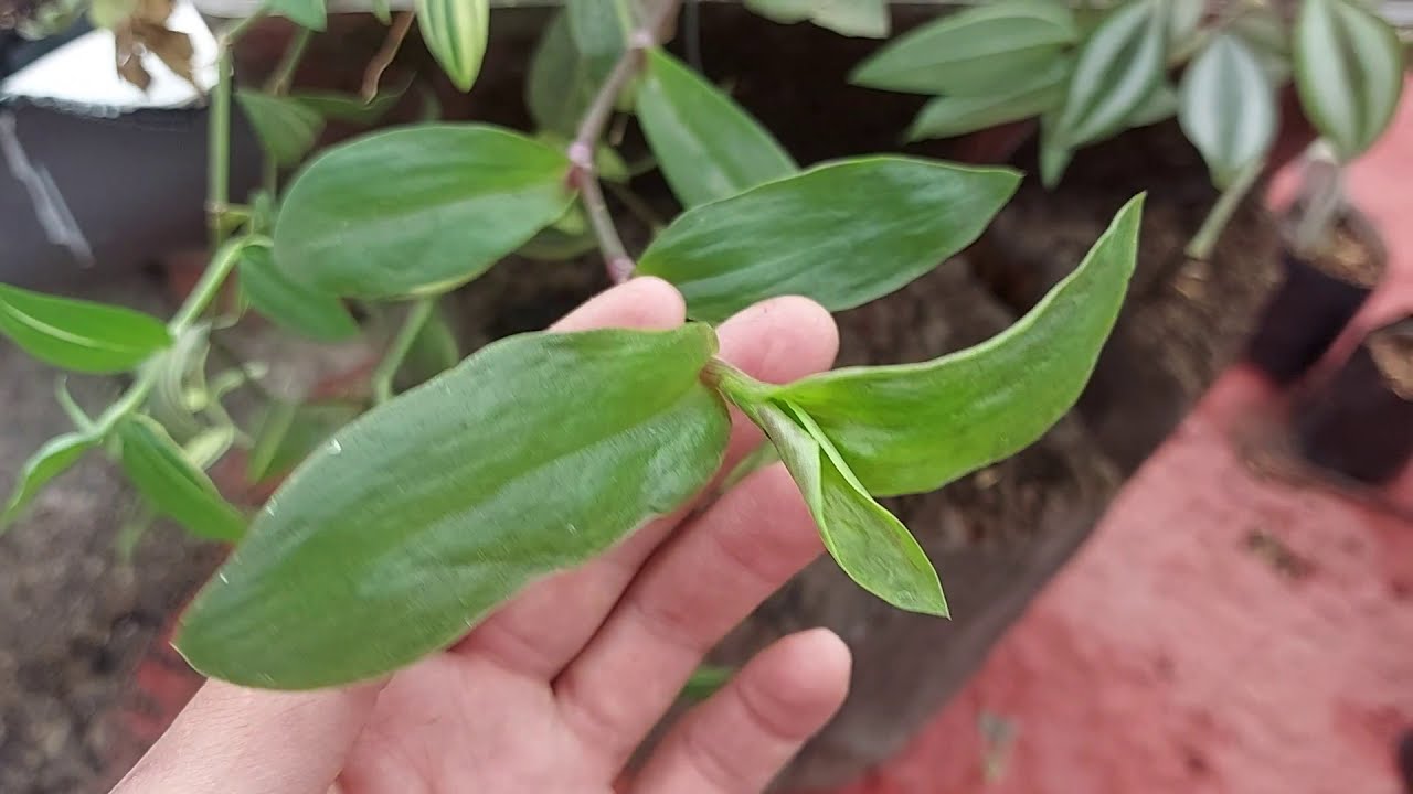 Enraíza tu planta de Tradescantia fluminensis en agua