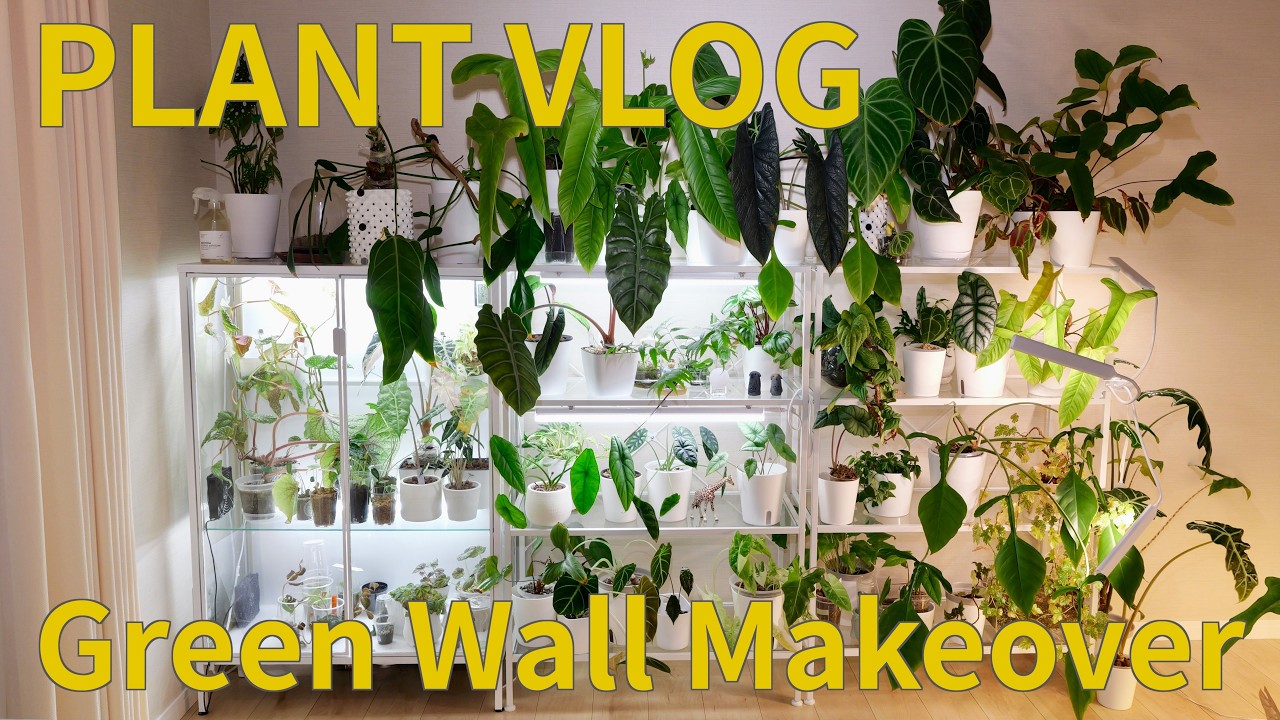 【VLOG】壁一面を植物で埋め尽くす｜植物棚の移動｜IKEAのガラス温室