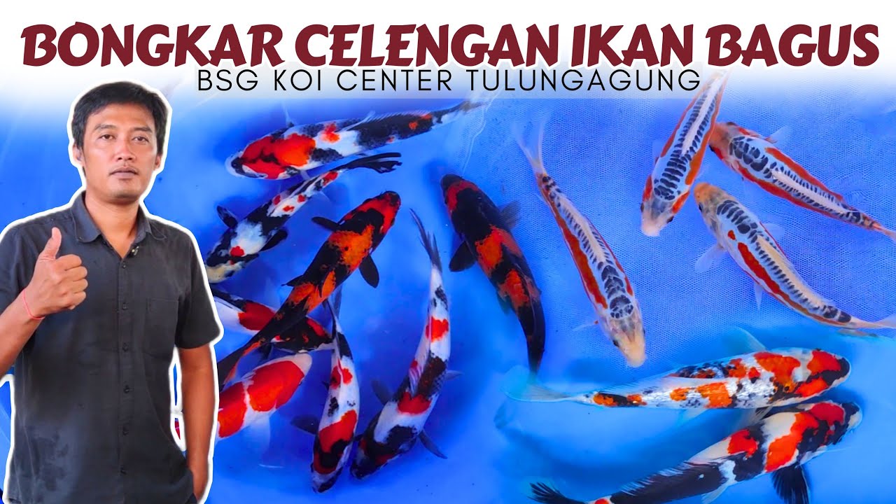 Koi Simpanannya Dijual Semua❗BSG Koi Center Tulungagung
