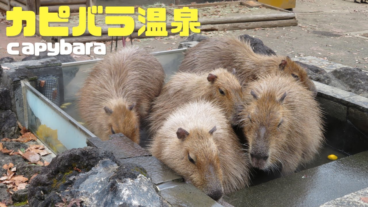 【さむい】特に寒い日のカピバラ温泉⑥- capybara relaxing in a bath
