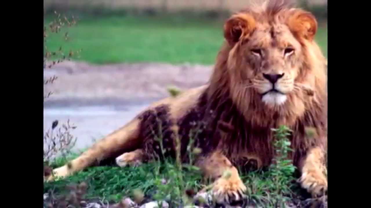 Tony Landa - Bwana Bwana 2015 (Video Completo)