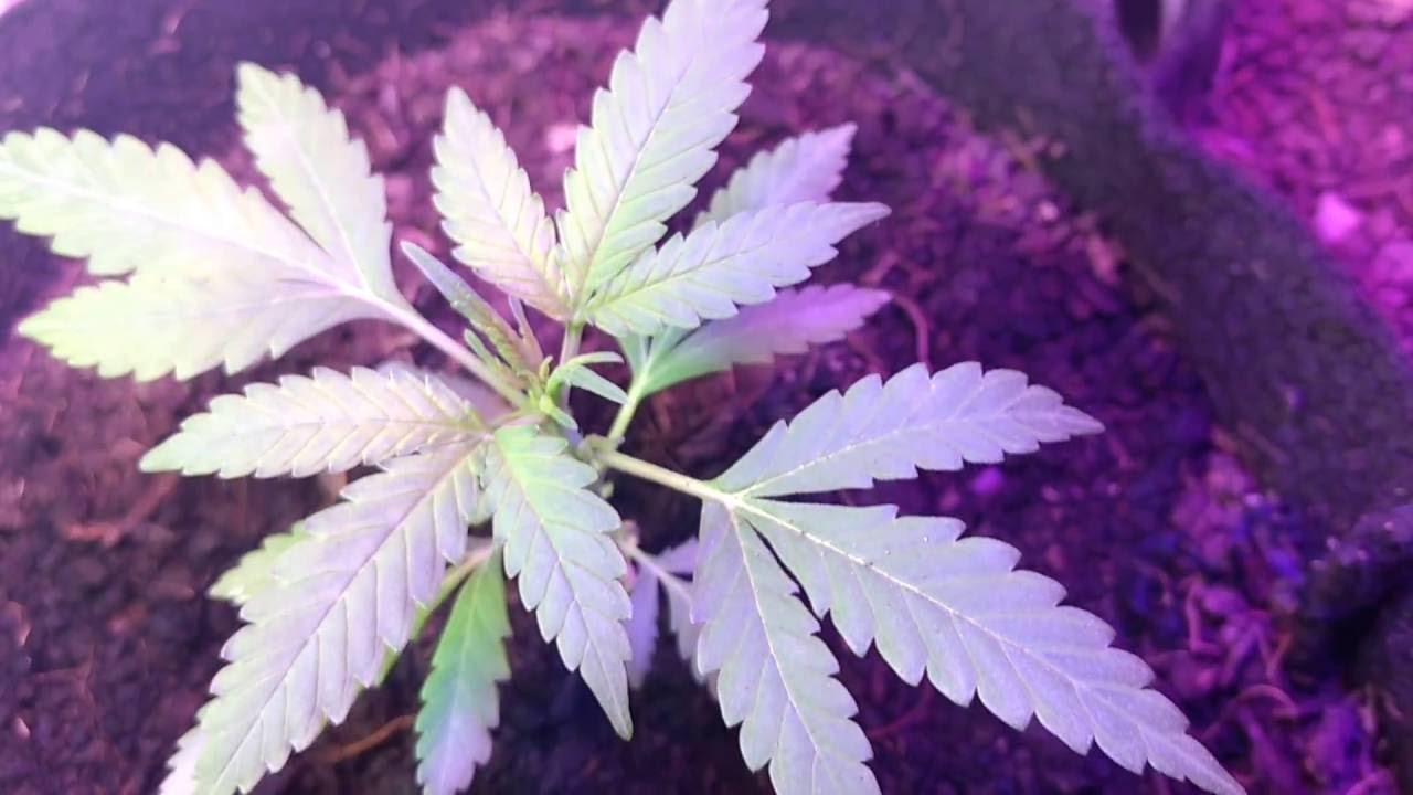 Cannabis Autoflower One Minute Update (2)