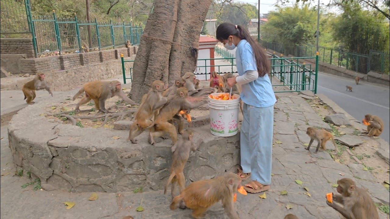 A Sweet Surprise for Monkeys – Papaya & Banana Feast Today