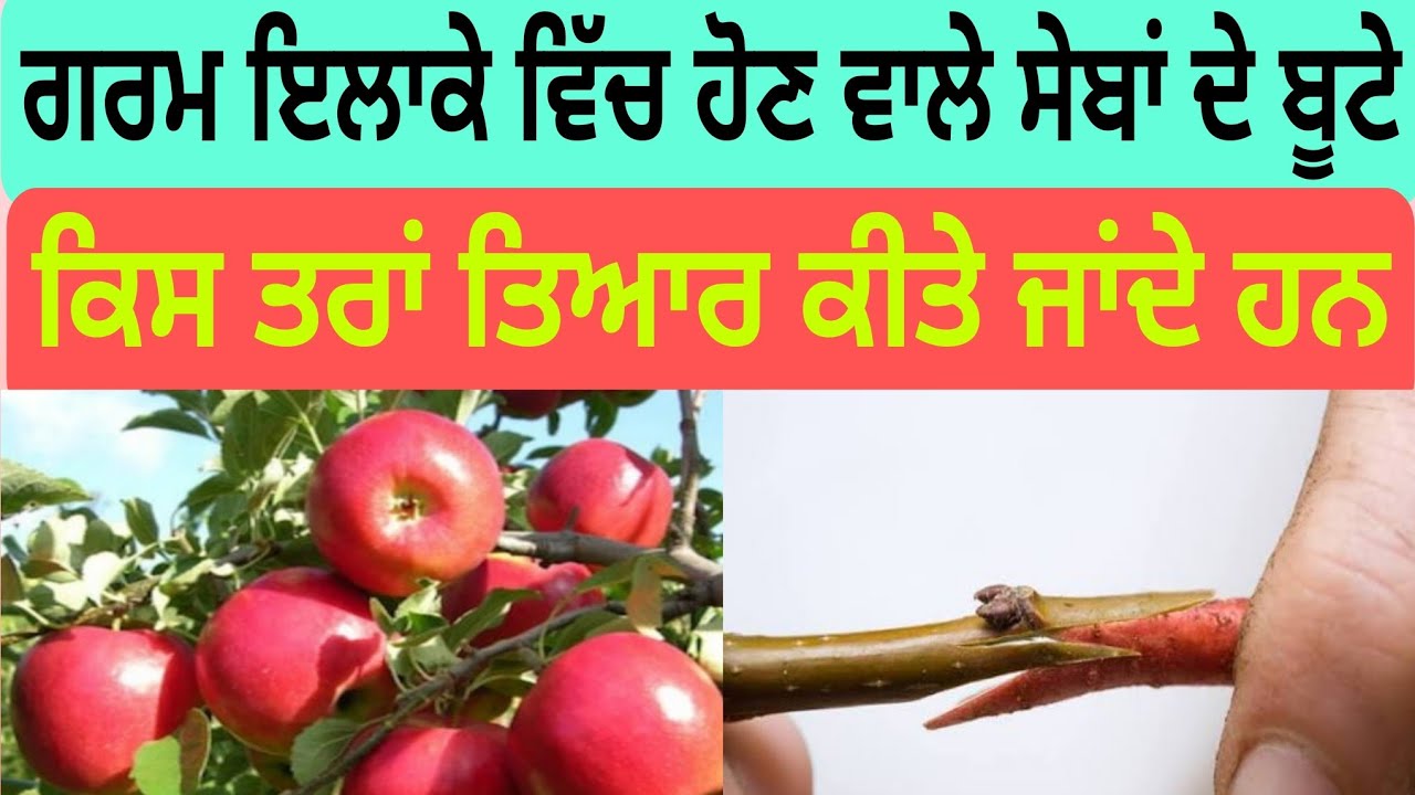 ਗਰਮ ਇਲਾਕੇ ਵਿੱਚ ਹੋਣ ਵਾਲੇ ਸੇਬਾਂ ਦੇ ਬੂਟੇ ਕਿਸ ਤਰਾਂ ਤਿਆਰ ਕੀਤੇ ਜਾਂਦੇ ਹਨ 