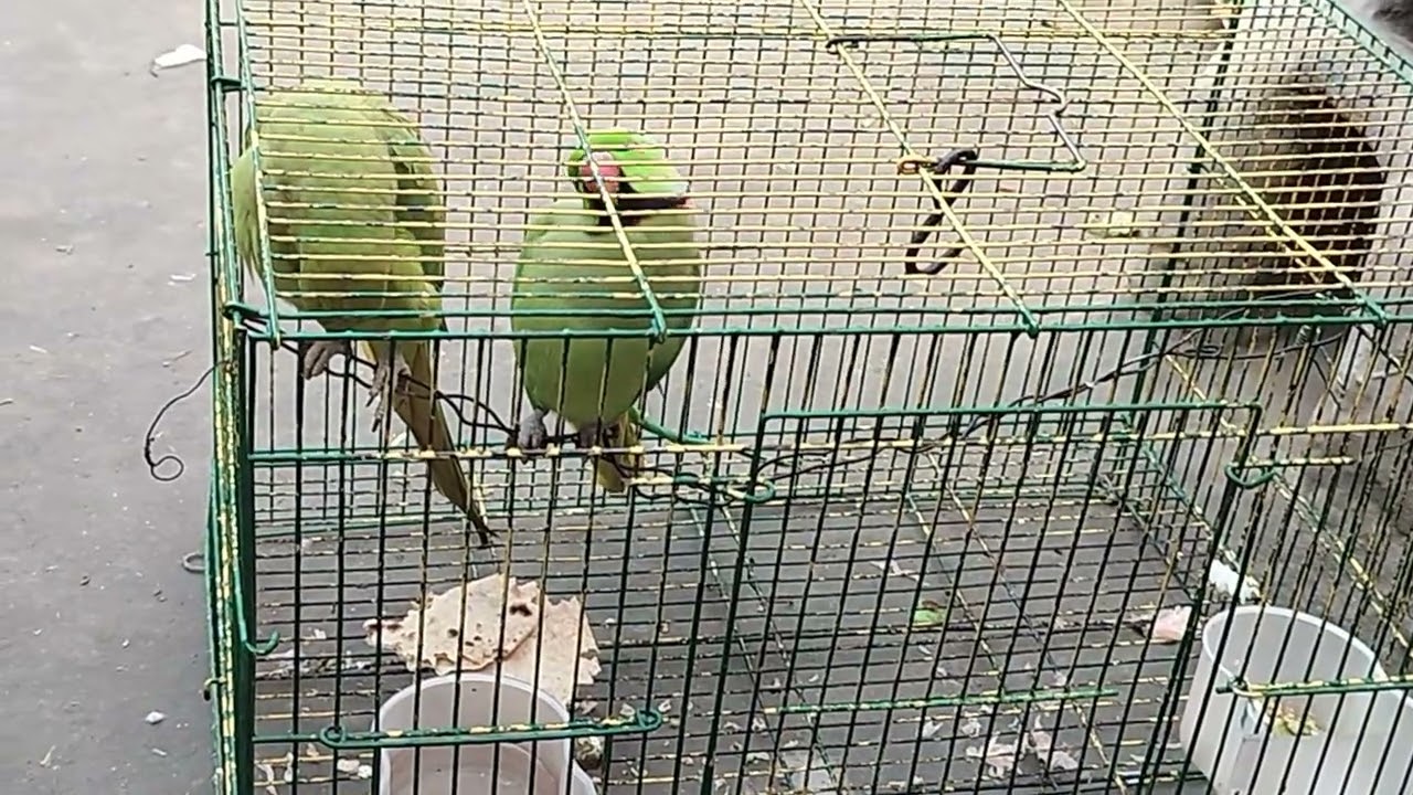 Mere mitthu bol rahe hain Happy Shivratri 🦜