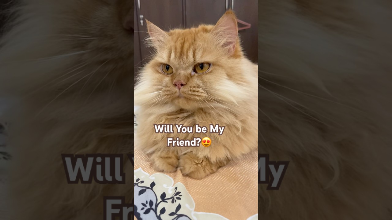 Can my cat be your friend? 🐱💖 #CatFriends#CatCommunity#CuteCat #furryfriendship#CatLovers #catlife
