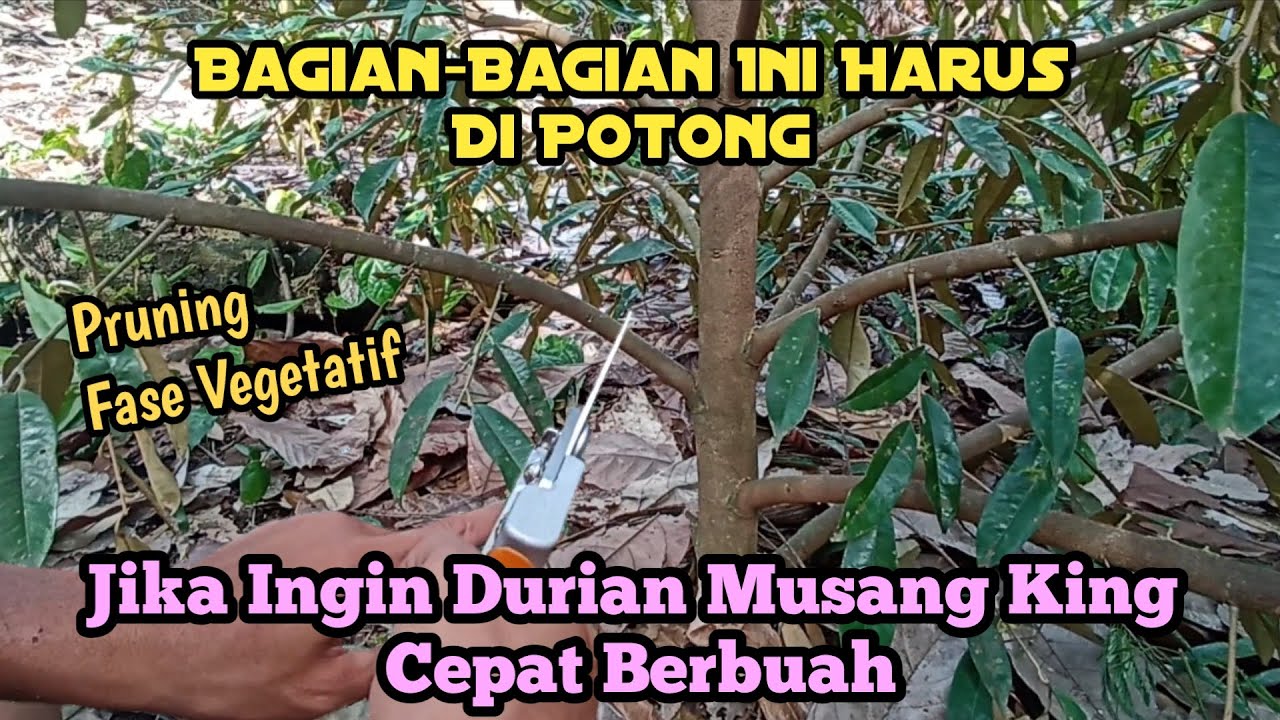 Cara Pruning Durian Musang King Agar Cepat Berbuah !! Umur Pohon 3 Tahun