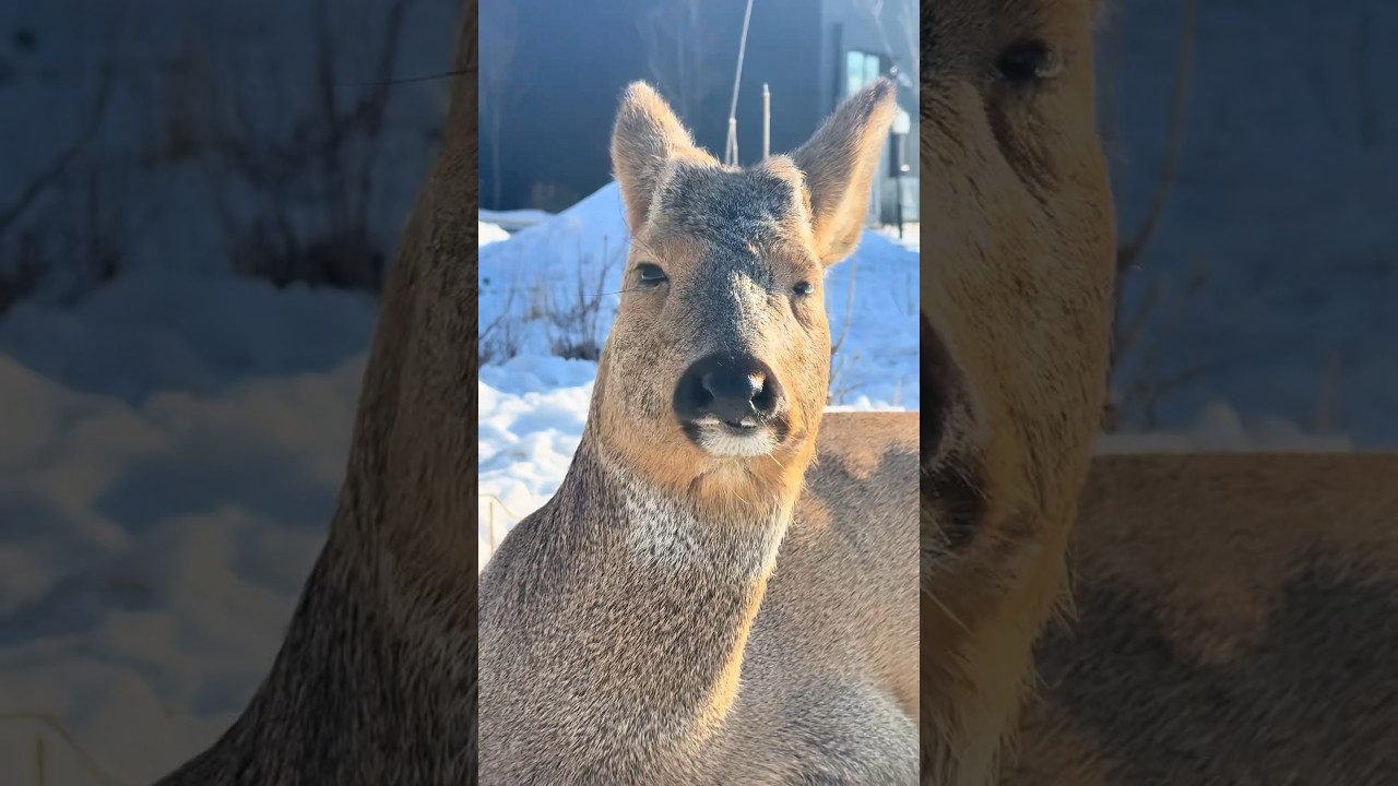 Roe deer #animals #cuteanimal #roedeer