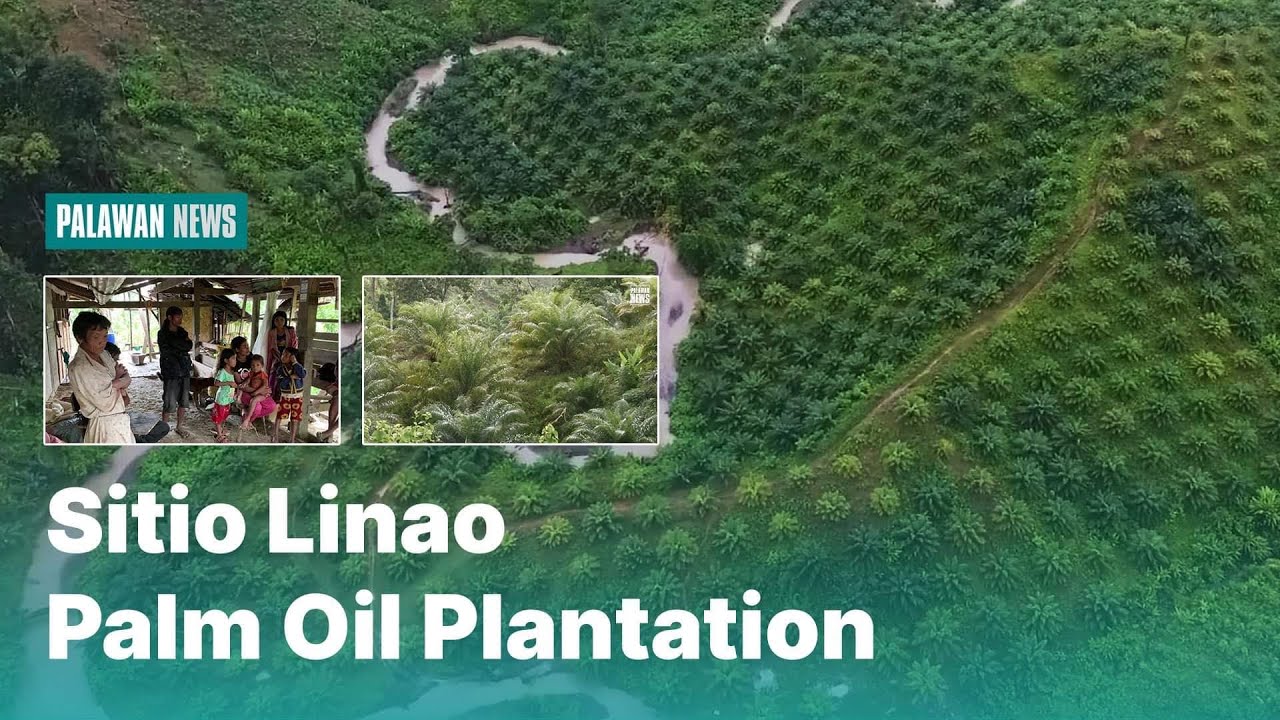 Sitio Linao Palm Oil Plantation: Kuwento ng Pala’wan na si Ruding Rentican | Palawan News Specials