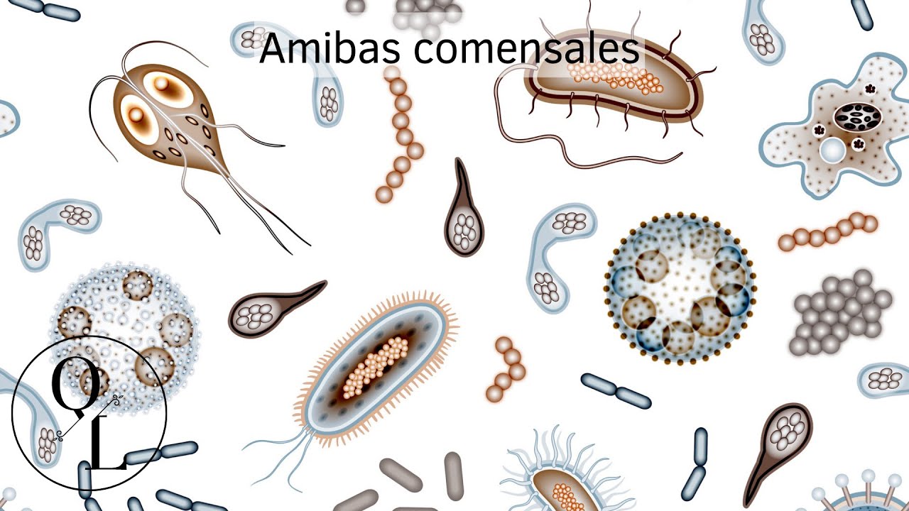 6. Amebas comensales