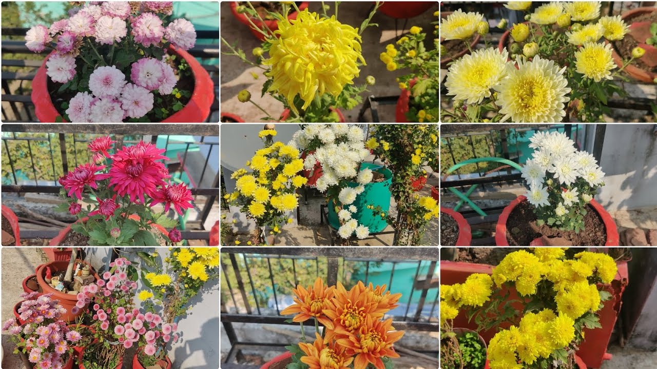 Guldaudi Heavy Blooming Chrysanthemum Tips, Fertilizer सेवंती की पूरी जानकारी देखभाल