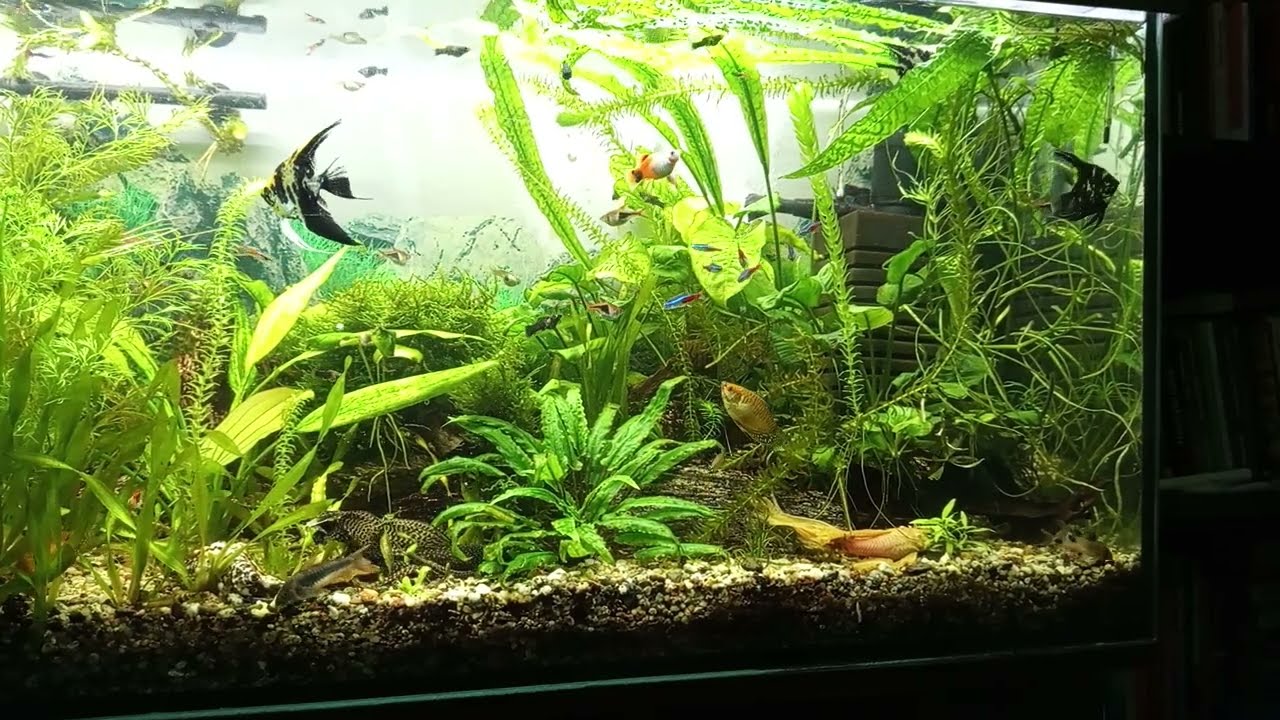 moje akwarium ,polecenie kanał&oacute;w