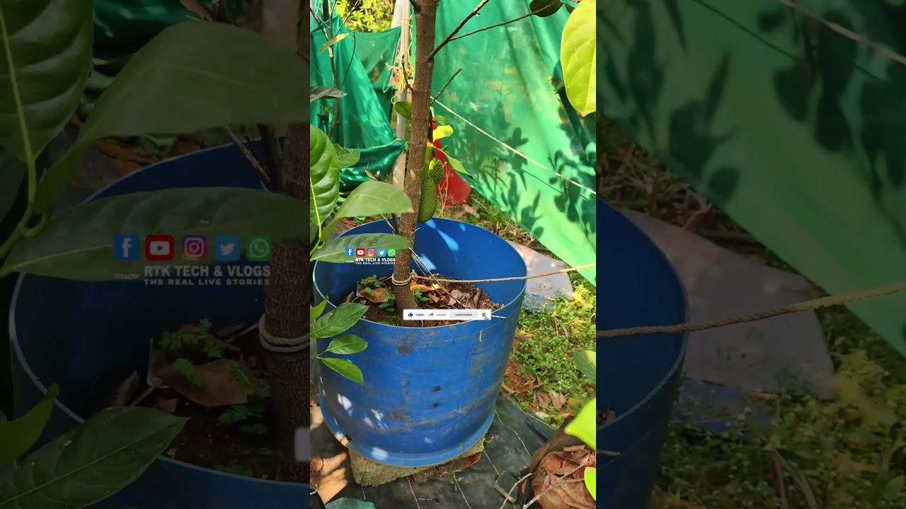രണ്ടാൾ ഹൈറ്റ് വരുന്ന ചക്കയോടു കൂടിയ Vietnam Super Early Jackfruit  | Mundagara Karshika Nursery