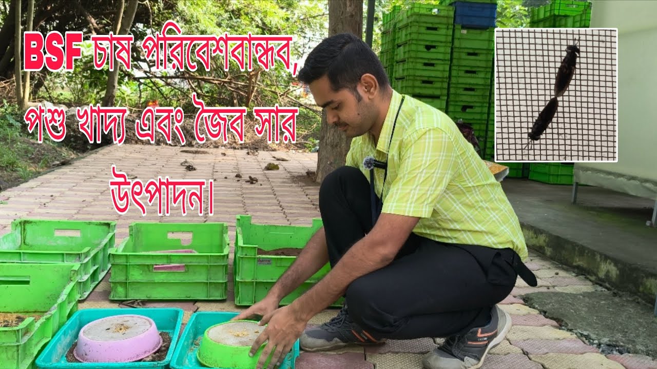Black Soldier Fly (BSF) পোকা চাষের সহজ পদ্ধতি। ৪৫ দিনে আয় প্রাপ্তি। মোট পেলাম ৫০,০০০ টাকা। ☺️☺️☺️☺️