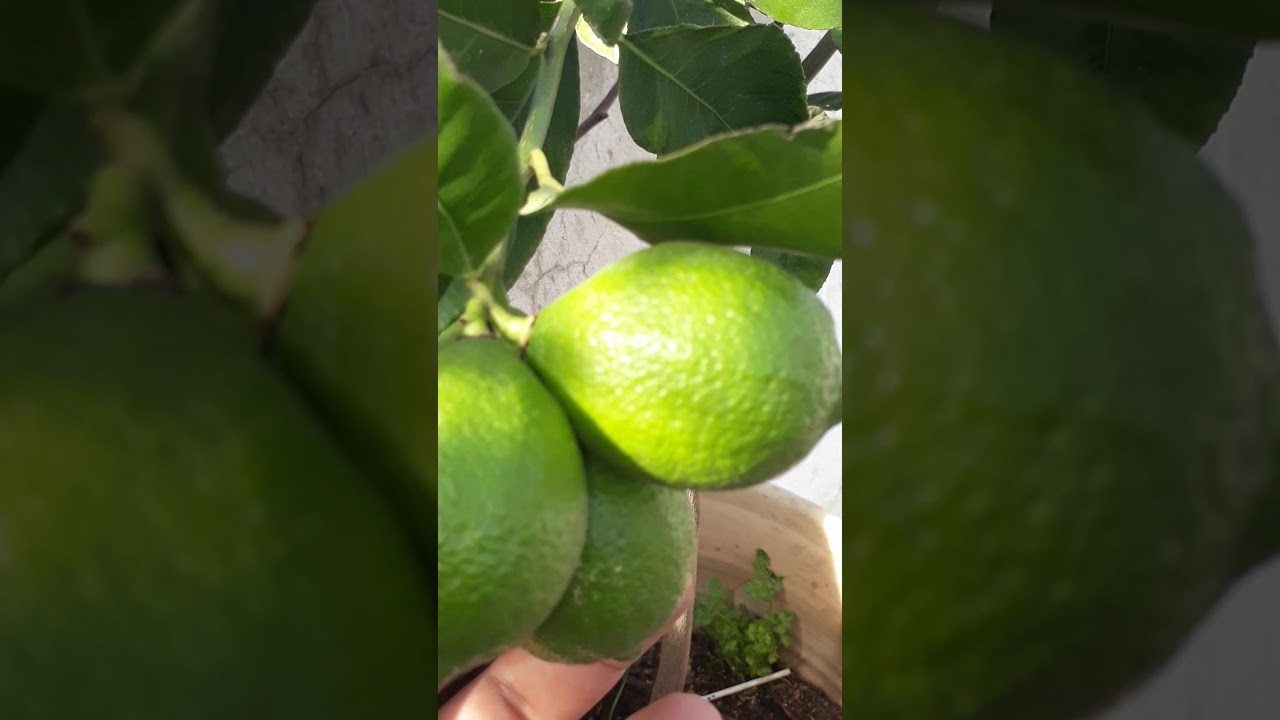 الاعتناء بشتلة الليمون داخل إصيص فخاري...