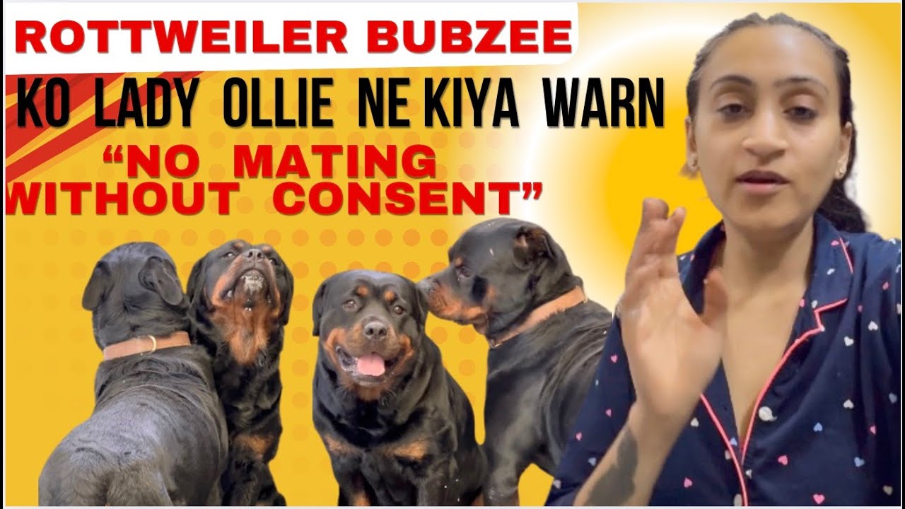 Rottweiler Bubzee Ko Aaj Mili Lady Ollie Se Ultimate Warning: Mate Karne Se Saaf Mana Kiya Olla Ne