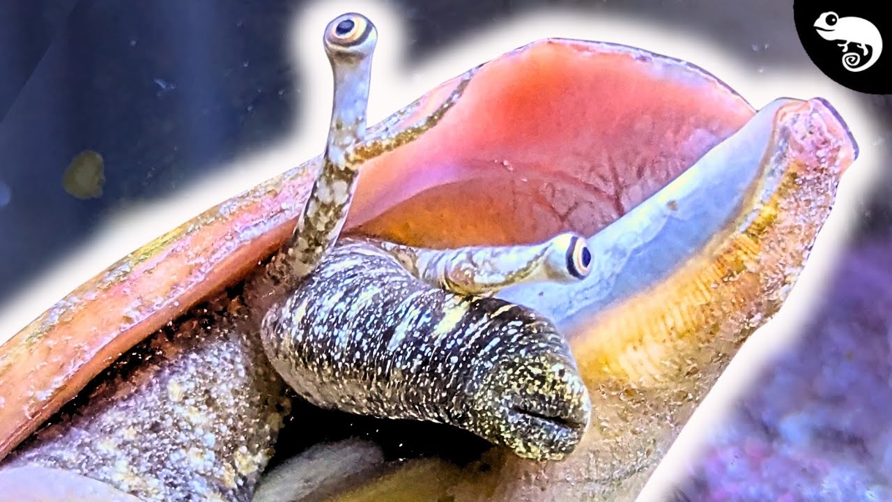 THIS is the Closest Relative of Cephalopods!
