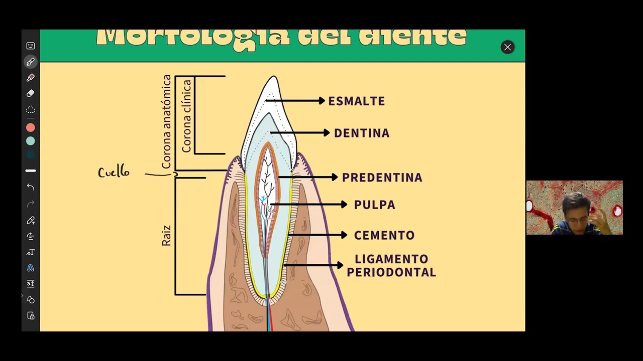 Histología de diente