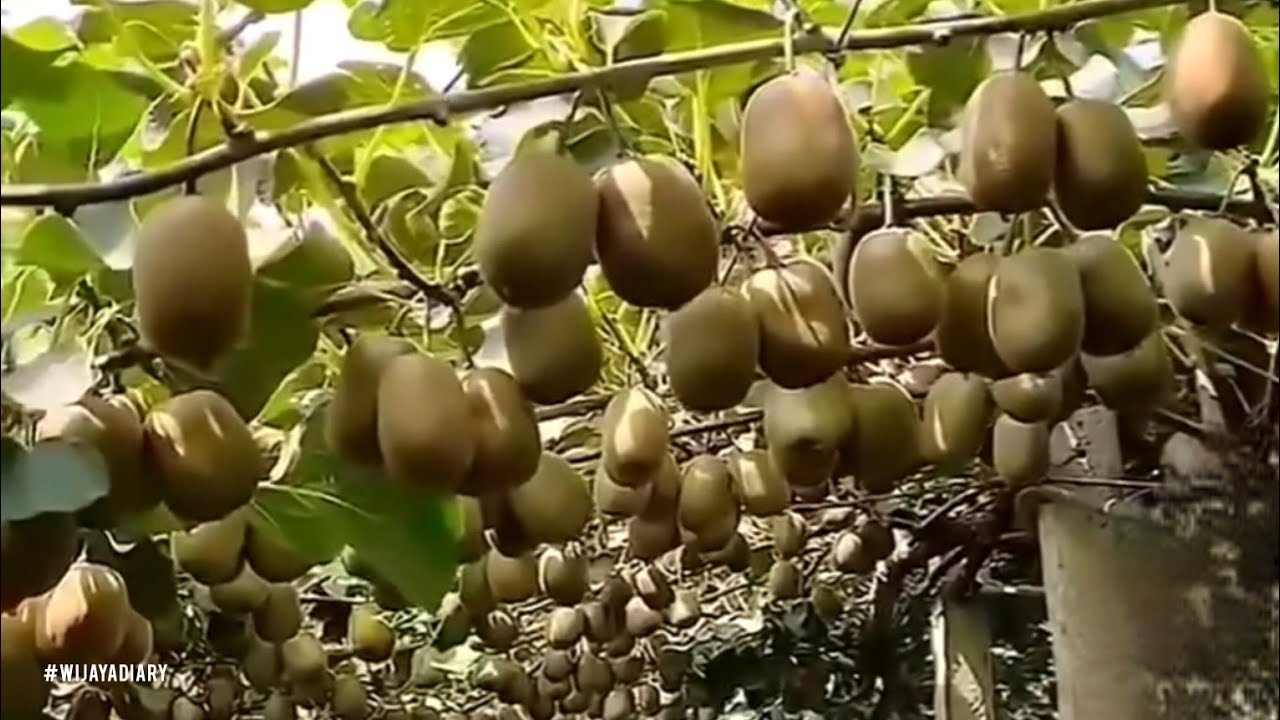 Episode 687 Buah Kiwi Hijau