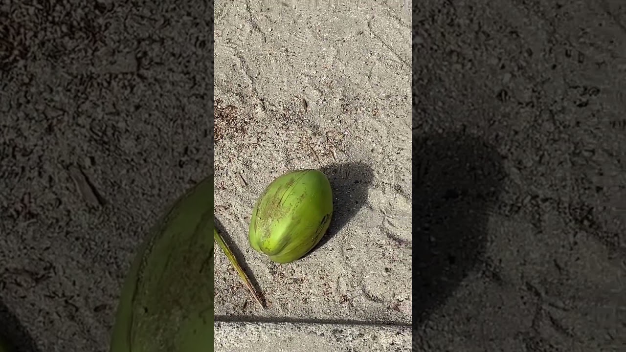 LIVE: Watch out for falling coconuts! #thailandtravel #thailand #coconut