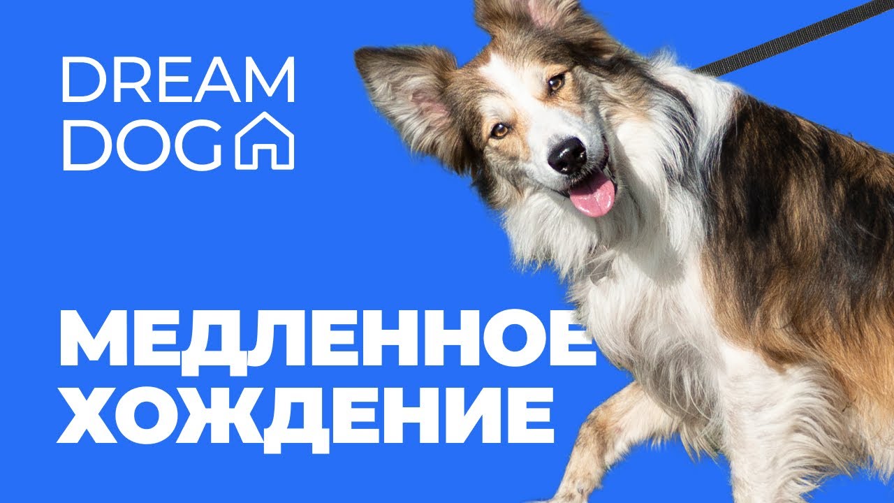 Отучить собаку тянуть поводок 🐶 Как научить щенка ходить медленно