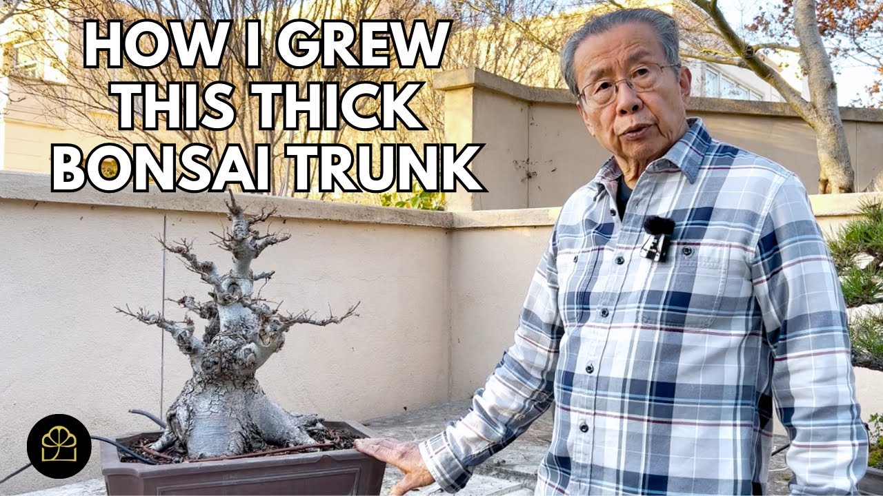 How I Grew My 50-Year-Old Bonsai with a Thick Trunk