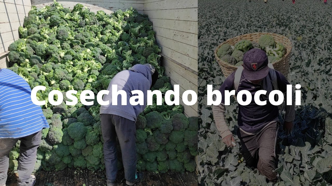 ¡¡Así se cosecha (corta) el brócoli!! Puro trabajador fregón mexicano!!