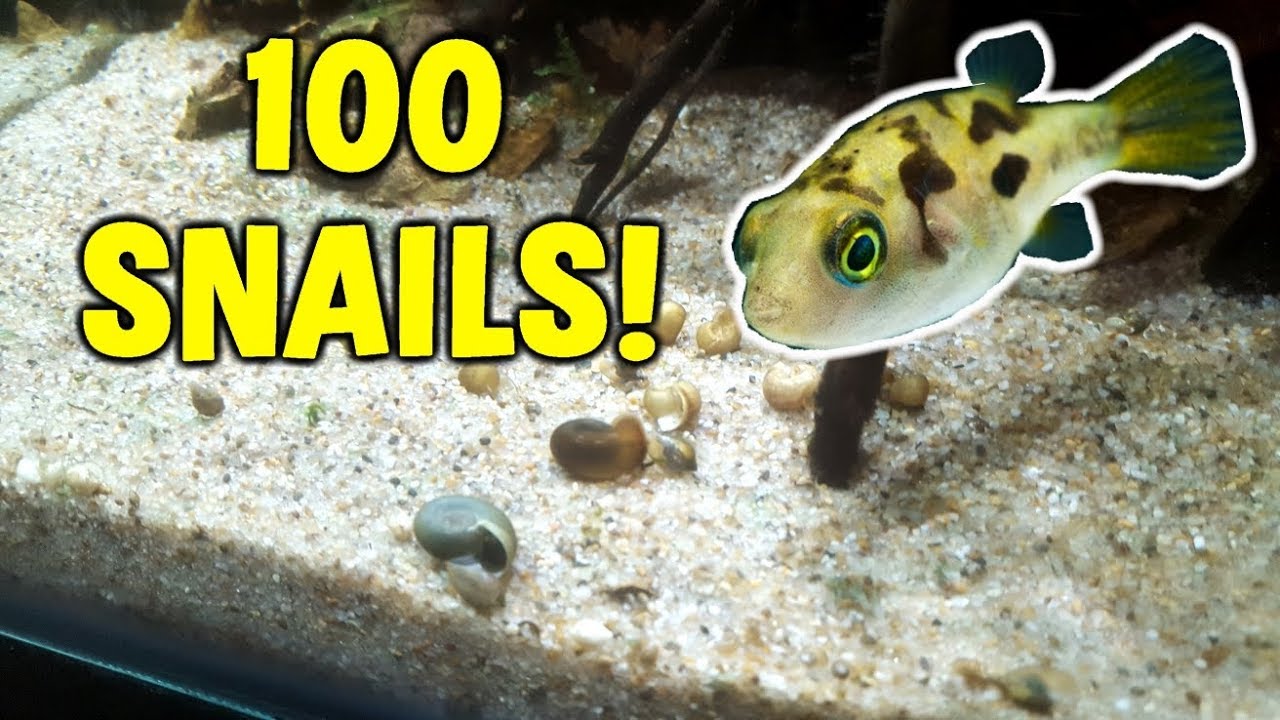 FEEDING 100 SNAILS To MINI Puffer Fish Tank