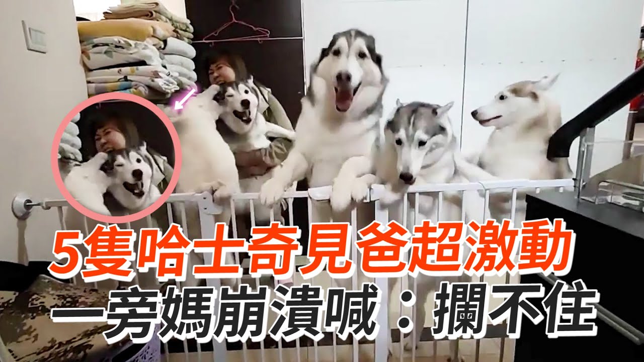 5隻哈士奇見爸超激動XD 媽崩潰喊：攔不住🤣｜寵物動物｜二哈｜精選影片